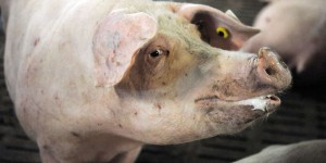 Un abattoir porcin du Finistère condamné à 21 500 euros d’amende pour maltraitance animale