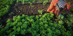 Agriculture : pourquoi l’Afrique doit miser sur les femmes