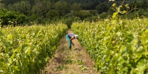 Dans les campagnes de Sologne et de Touraine, une agriculture au goût bulgare