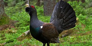 Le Grand Tétras des Pyrénées interdit de chasse pour cinq ans par le Conseil d’Etat