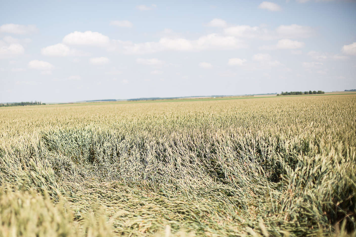 Dans l’Aube, les agriculteurs cherchent la parade aux effets du réchauffement climatique