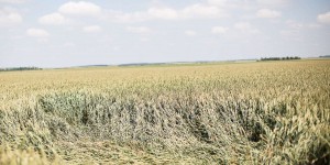Dans l’Aube, les agriculteurs cherchent la parade aux effets du réchauffement climatique