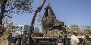 Malawi : près de 250 éléphants relocalisés dans un parc où l’espèce avait quasiment disparu