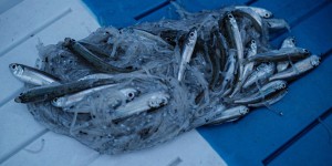 « La pêche commerciale en France doit s’attacher à réduire les souffrances évitables des poissons »