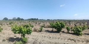 En Petite Camargue, l’inquiétante progression de la salinité des sols
