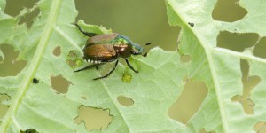 Le scarabée japonais, « un auto-stoppeur » ravageur aux portes de la France