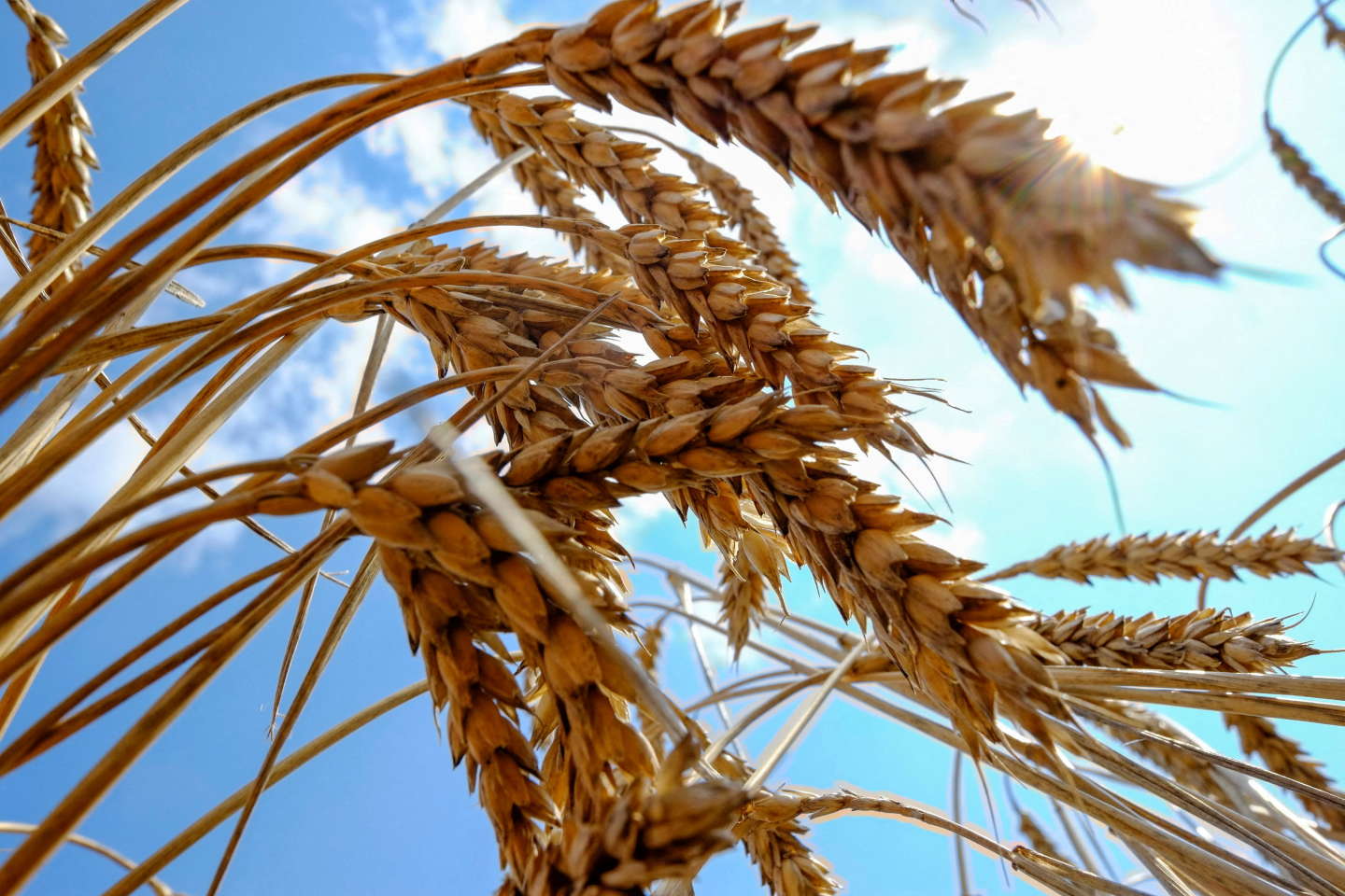 « Il est urgent d’ouvrir des sillons ferroviaires à travers l’Europe pour exporter le blé ukrainien »