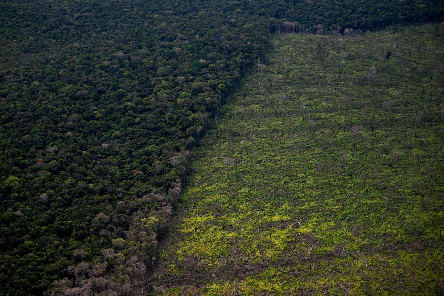 Déforestation au Brésil : l’Amazonie a perdu en moyenne dix-huit arbres par seconde en 2021