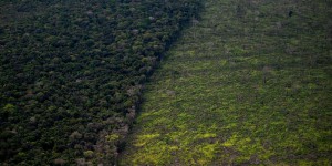 Déforestation au Brésil : l’Amazonie a perdu en moyenne dix-huit arbres par seconde en 2021