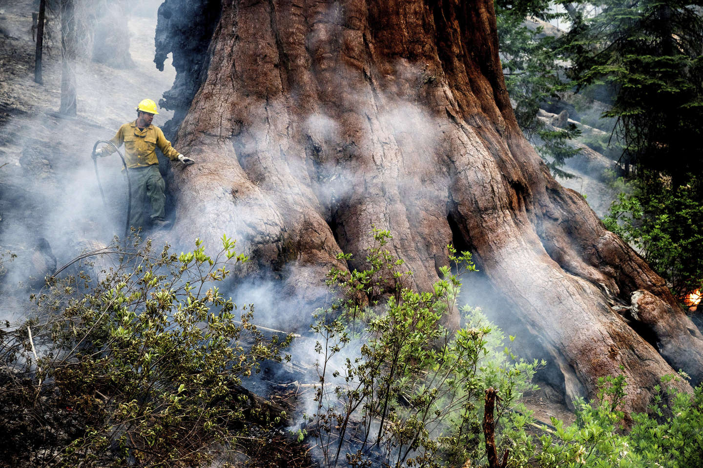 Aux Etats-Unis, un incendie hors de contrôle menace les séquoias géants du parc national de Yosemite