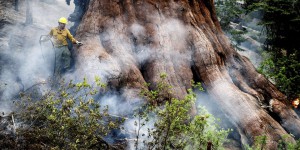Aux Etats-Unis, un incendie hors de contrôle menace les séquoias géants du parc national de Yosemite
