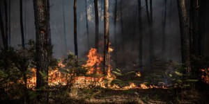 Feux de forêt : les mots pour comprendre la lutte contre les incendies