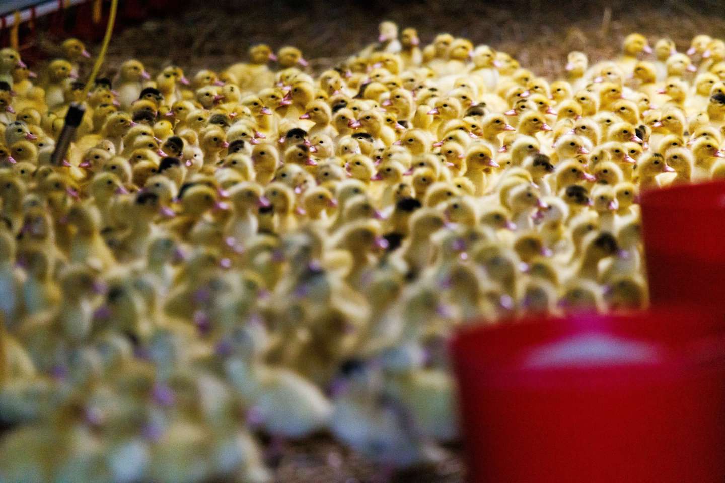 Le foie gras d’Alsace en péril, victime indirecte de la grippe aviaire