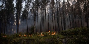 Incendies en Gironde : que restera-t-il des forêts, une fois les flammes éteintes ?