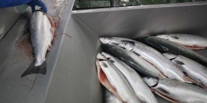 Dans l’estuaire de la Gironde, un projet d’élevage de saumons fait débat