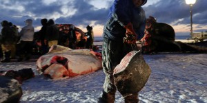 A l’extrême nord de l’Alaska, la chasse ancestrale à la baleine boréale se perpétue