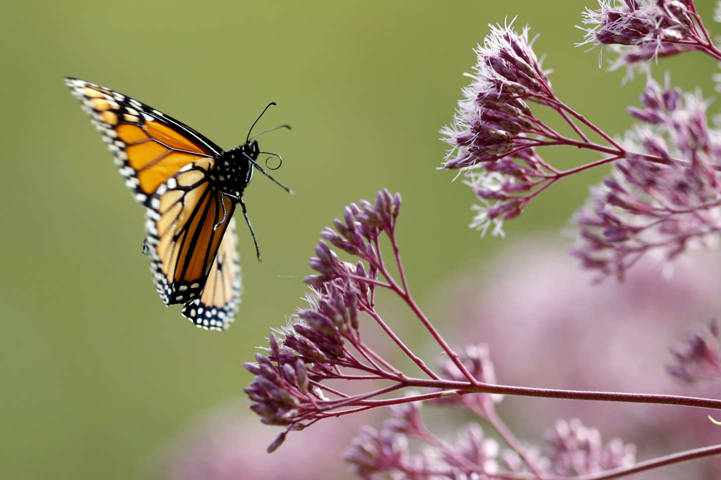 Les papillons monarques sont en voie de disparition, tandis que les tigres sont plus nombreux que prévu