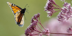 Les papillons monarques sont en voie de disparition, tandis que les tigres sont plus nombreux que prévu