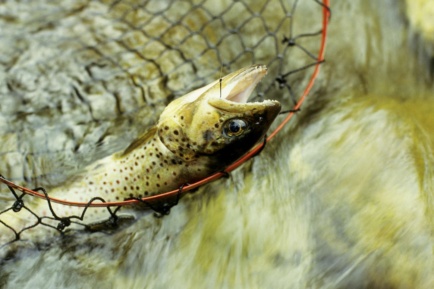Pêche de loisir : « Une réglementation permettant de réduire la souffrance des poissons est indispensable »