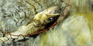 Pêche de loisir : « Une réglementation permettant de réduire la souffrance des poissons est indispensable »
