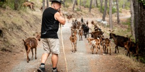 A Roquefort-des-Corbières, des chèvres aident à prévenir les incendies