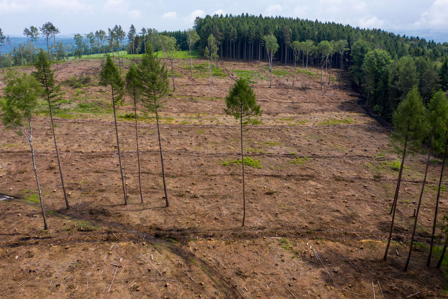 « La stratégie climatique de l’Union européenne s’apprête à accroître la déforestation à l’échelle mondiale »