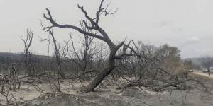 En Algérie, les incendies « sont totalement maîtrisés »