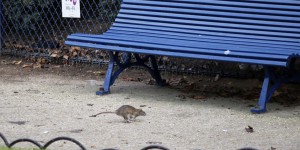 Le casse-tête de la lutte contre les rats en ville