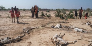 La Corne de l’Afrique se prépare à une cinquième saison des pluies consécutive ratée