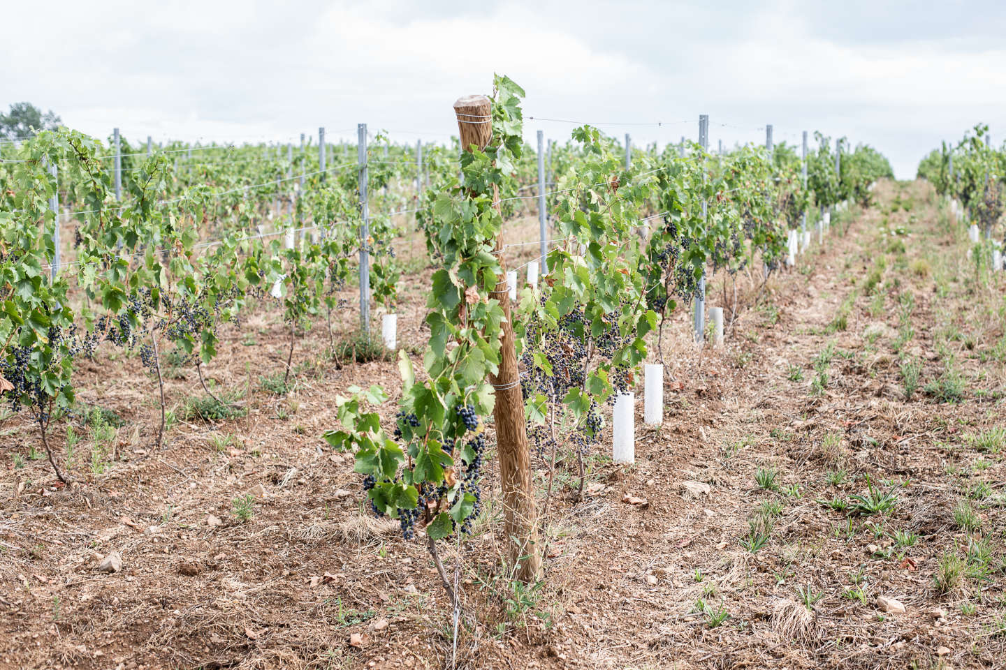 Une expérimentation d’irrigation actuellement menée sur quelques parcelles du Beaujolais