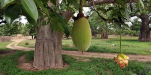 Le fruit du baobab, emblème du Sénégal, un « super-aliment » qui a la cote