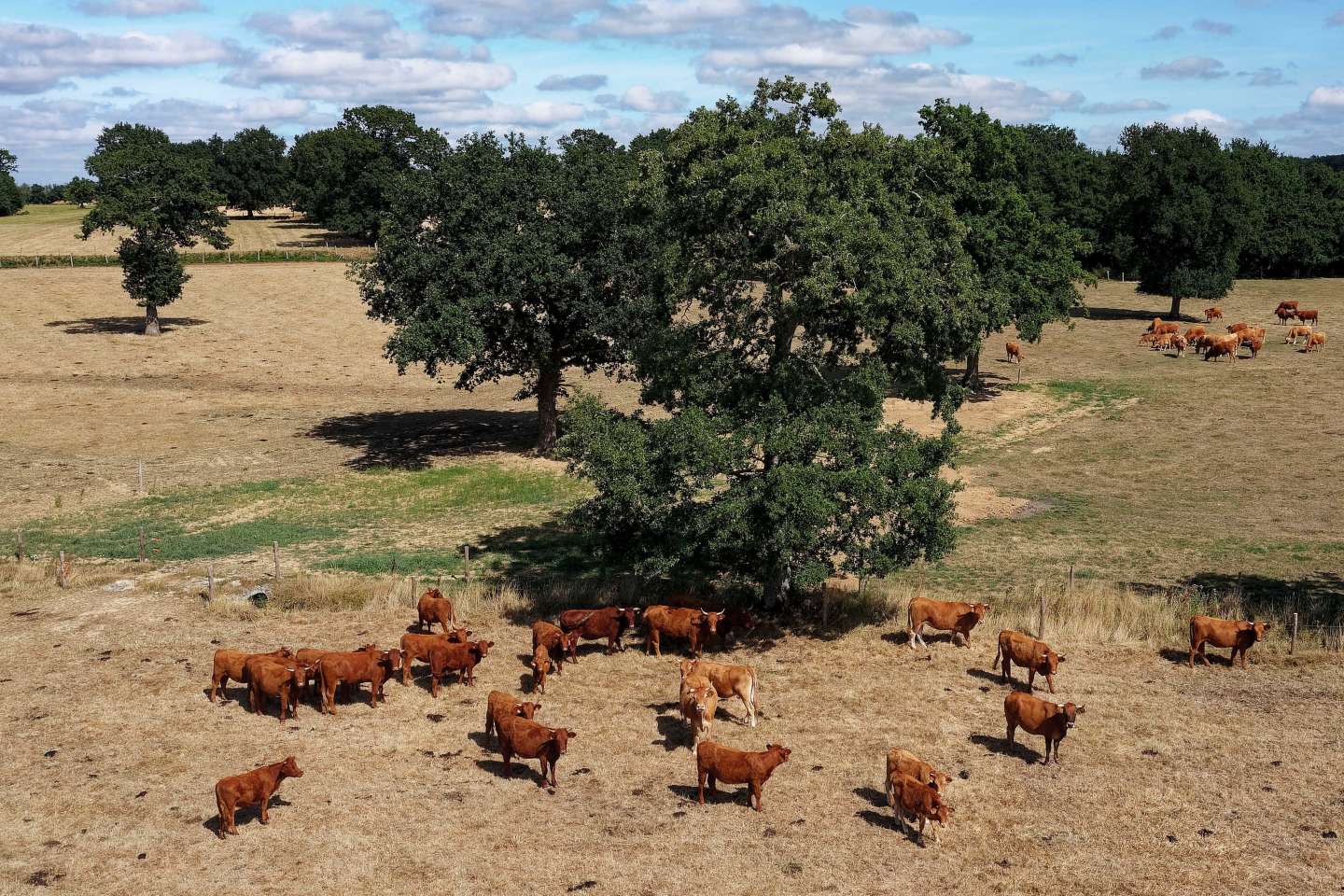 Hausse des coûts, baisse de la production… la sécheresse accentue le désarroi des éleveurs bovins