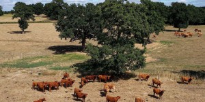 Hausse des coûts, baisse de la production… la sécheresse accentue le désarroi des éleveurs bovins