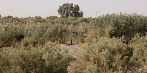 En Irak, la vallée fertile se meurt