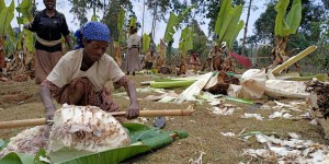 L’ensète, faux bananier éthiopien et plante miracle contre la faim ?