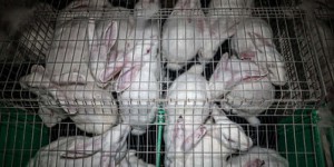 Maltraitance animale : L214 porte plainte et réclame la fermeture immédiate d’un élevage de lapins en Bretagne