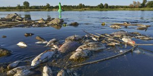 Pollution dans le fleuve Oder : une algue toxique pourrait être responsable de la mort de plus de 100 tonnes de poissons