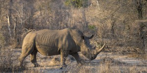 En Afrique du Sud, l’opposition s’inquiète de la baisse continue du nombre de rhinocéros au parc Kruger