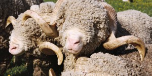 Après la fourrure et les peaux exotiques, la laine ! Le bien-être des moutons mérinos enfin à la mode