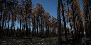 Après les incendies, les responsables politiques appelés à mieux prendre en compte les forêts