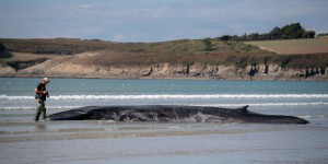 La baleine échouée sur une plage du Finistère a regagné la mer