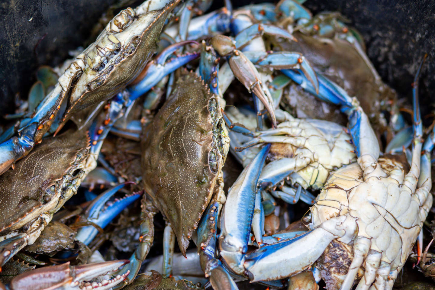 A Canet-en-Roussillon, le crabe bleu a réduit à néant la pêche aux anguilles
