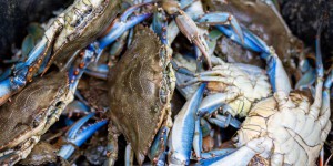 A Canet-en-Roussillon, le crabe bleu a réduit à néant la pêche aux anguilles