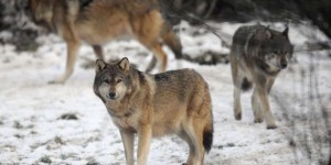 Chasse au loup en Lozère : quel est le cadre légal de ces « tirs de prélèvement » d’une espèce protégée ?