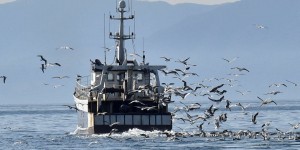 La Commission européenne décide de protéger 16 000 km2 d’écosystèmes marins vulnérables