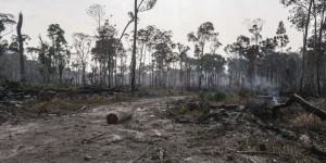 Déforestation importée, usage du bois : des avancées au Parlement européen pour l’avenir des forêts