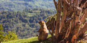 « Exigeons l’interdiction de la chasse à la marmotte en France ! »