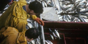 « La France doit élever sa voix pour sauver les pêcheurs français des pratiques destructrices des industriels néerlandais »
