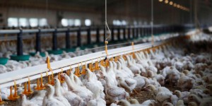 Grippe aviaire : 36 000 volailles vont être abattues en Indre-et-Loire après la découverte d’un foyer