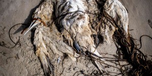 La grippe aviaire en voie d’endémisation parmi la faune sauvage